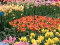 Keukenhof